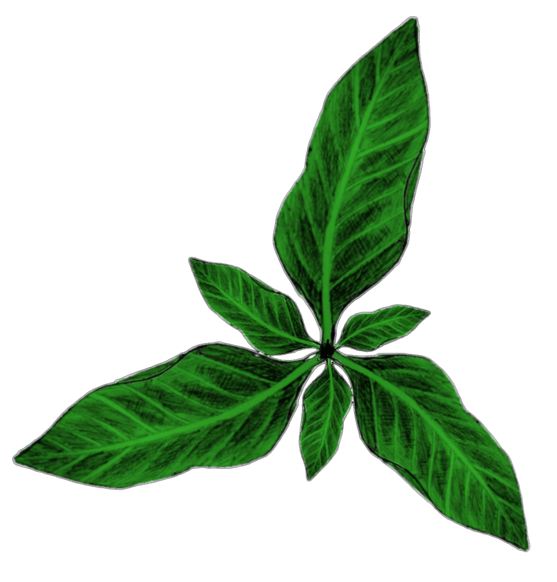 Matéria Orgânica
